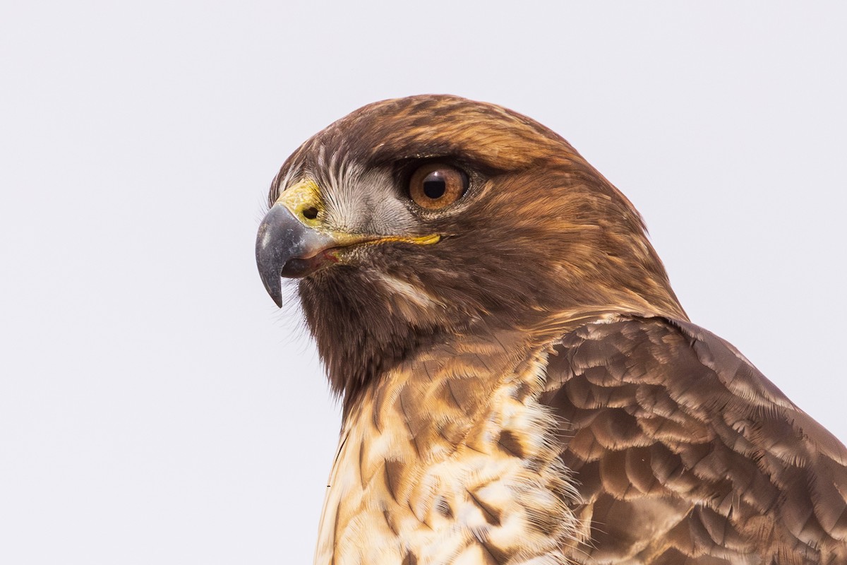 Red-tailed Hawk - ML613195888