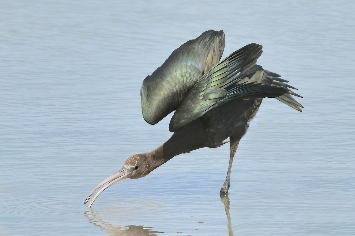 ibis hnědý - ML613196130