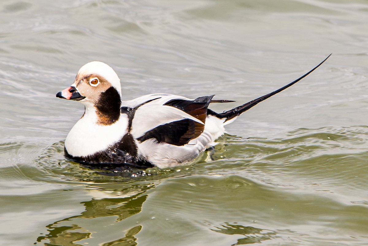 Long-tailed Duck - ML613196164