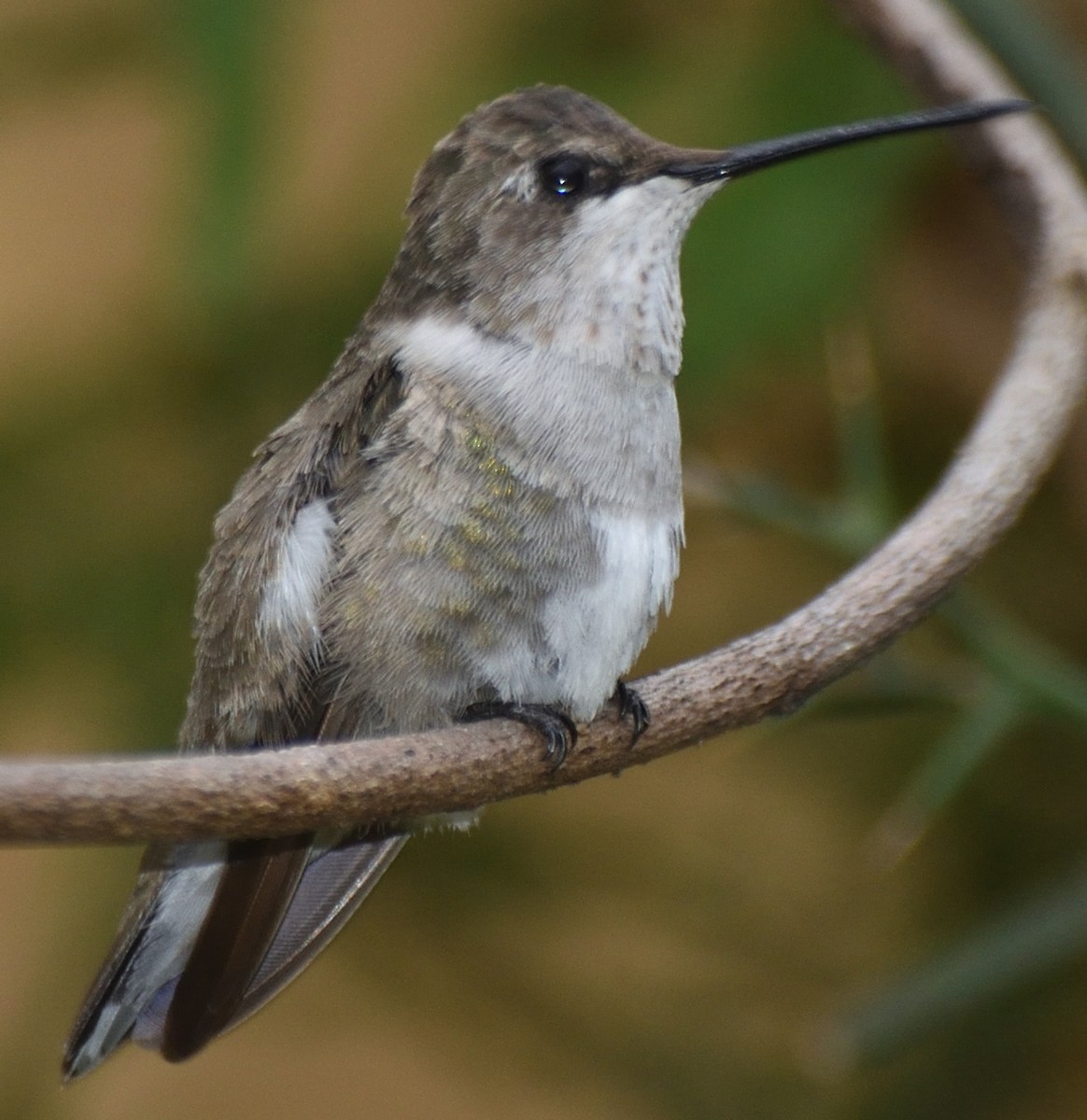 Black-chinned Hummingbird - ML613196275