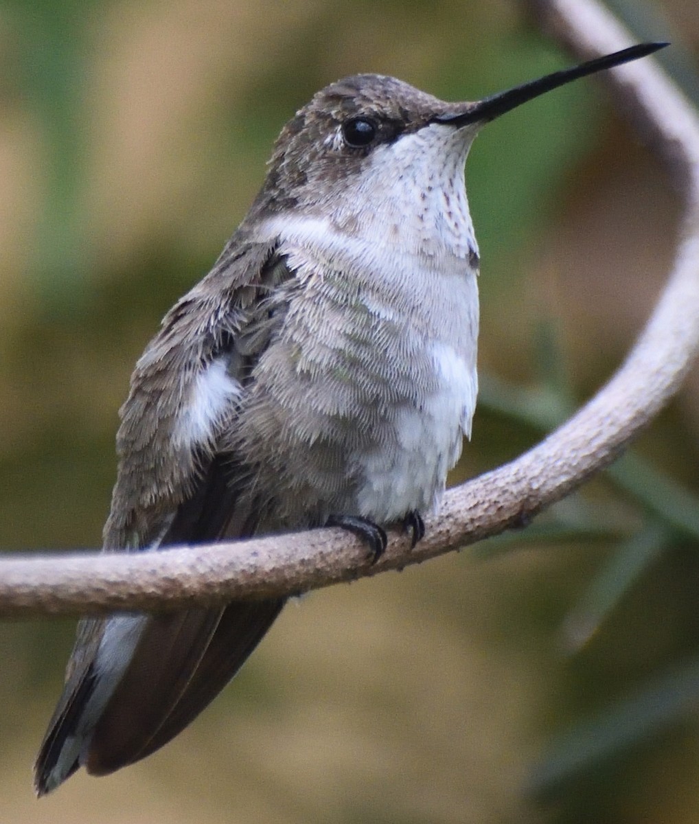 Black-chinned Hummingbird - ML613196276