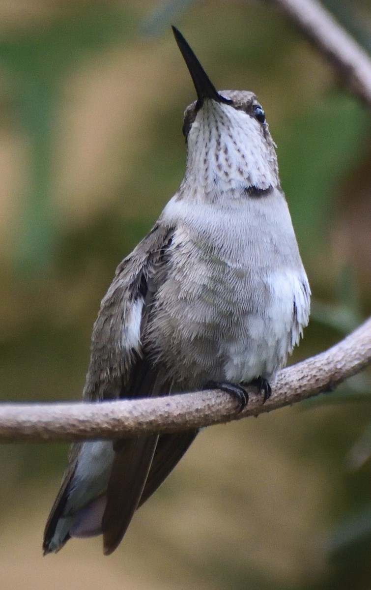 Black-chinned Hummingbird - ML613196281