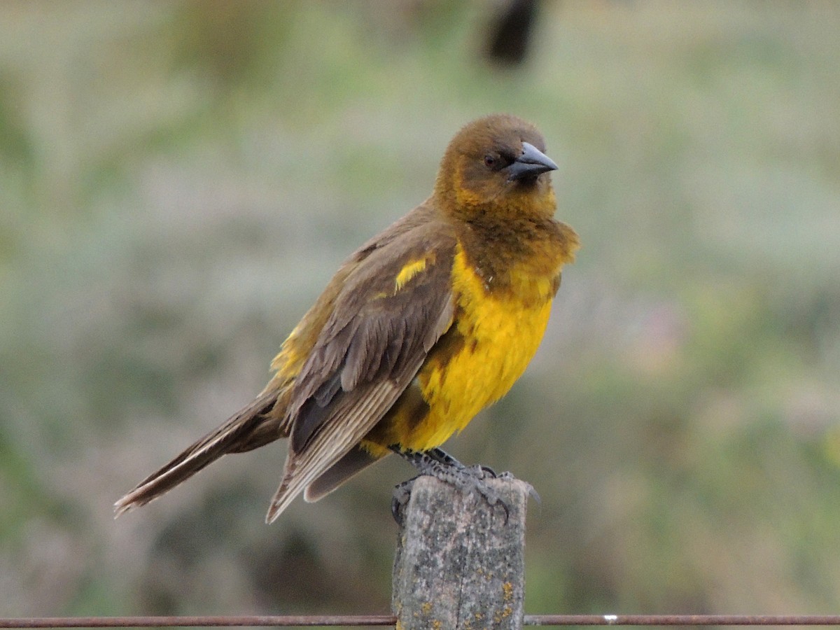 Brown-and-yellow Marshbird - Simón Pla García