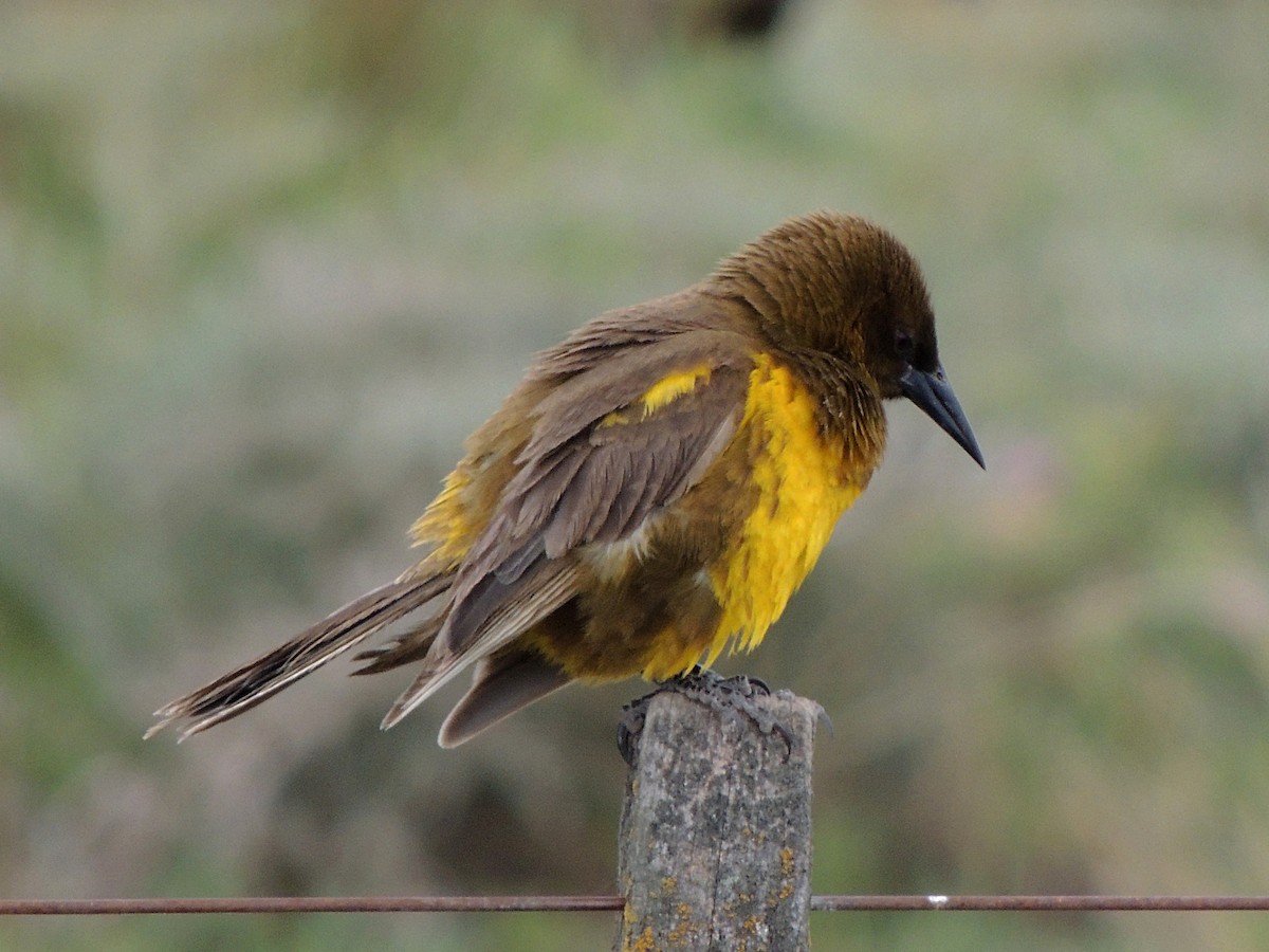 Brown-and-yellow Marshbird - Simón Pla García