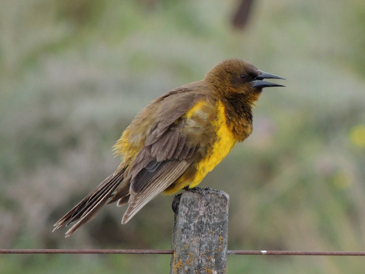 Brown-and-yellow Marshbird - ML613196307