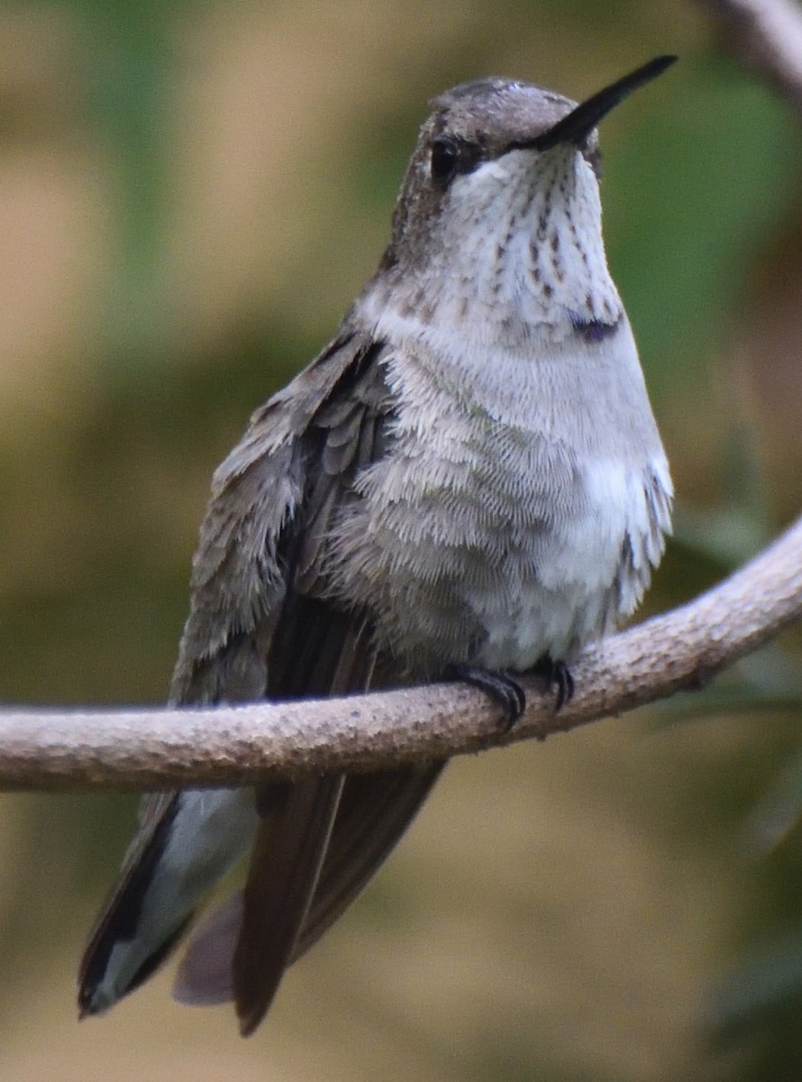 Black-chinned Hummingbird - ML613196322