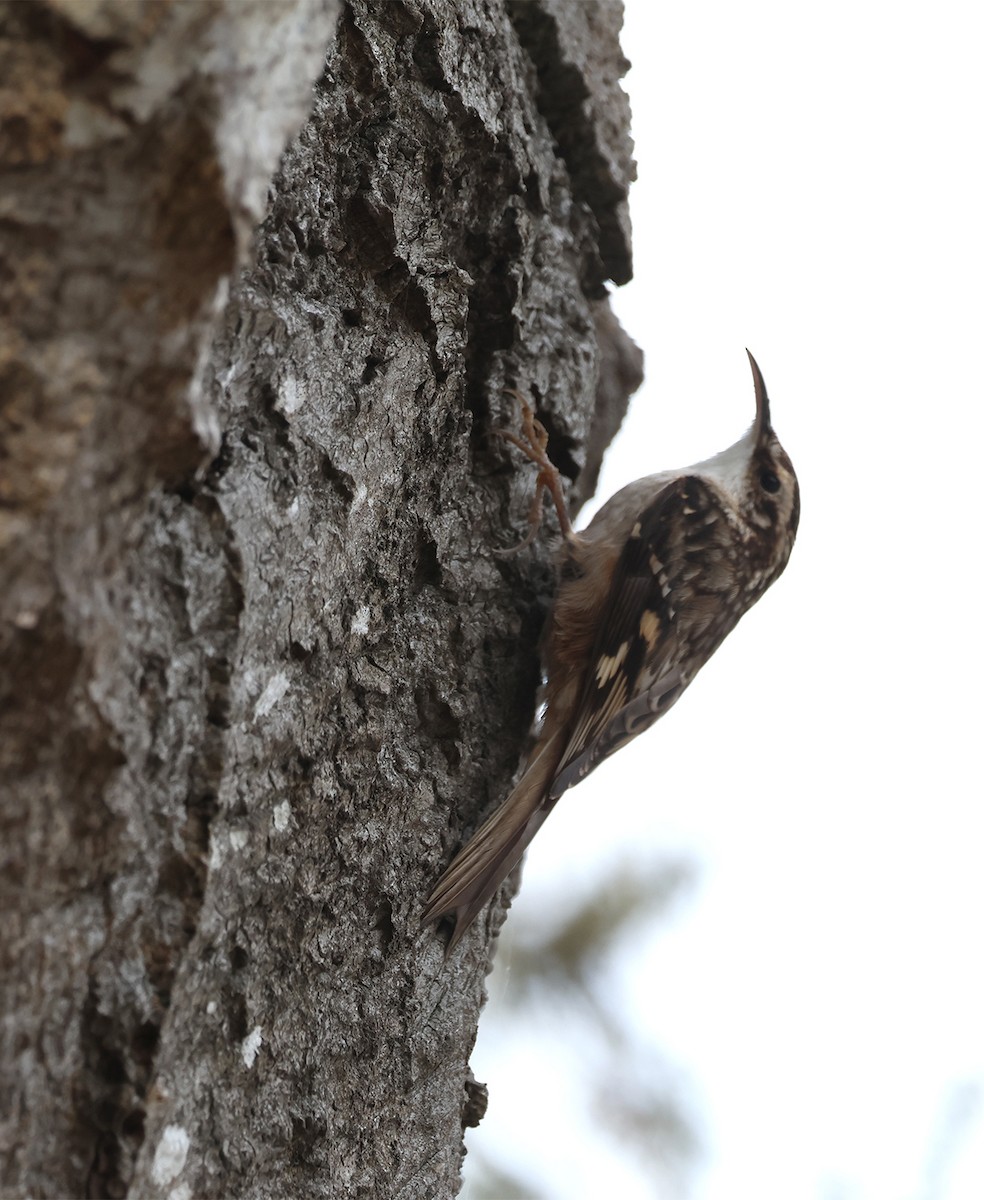 Brown Creeper (occidentalis Group) - ML613196594