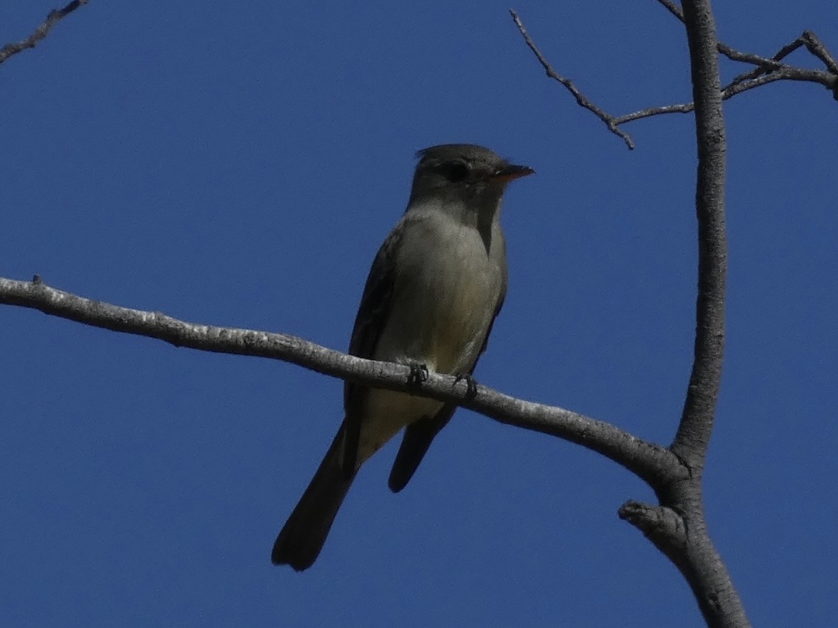 Greater Pewee - ML613196838