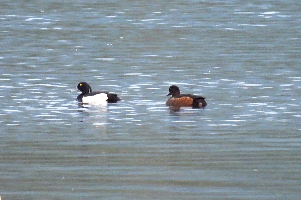 Tufted Duck - ML613196991