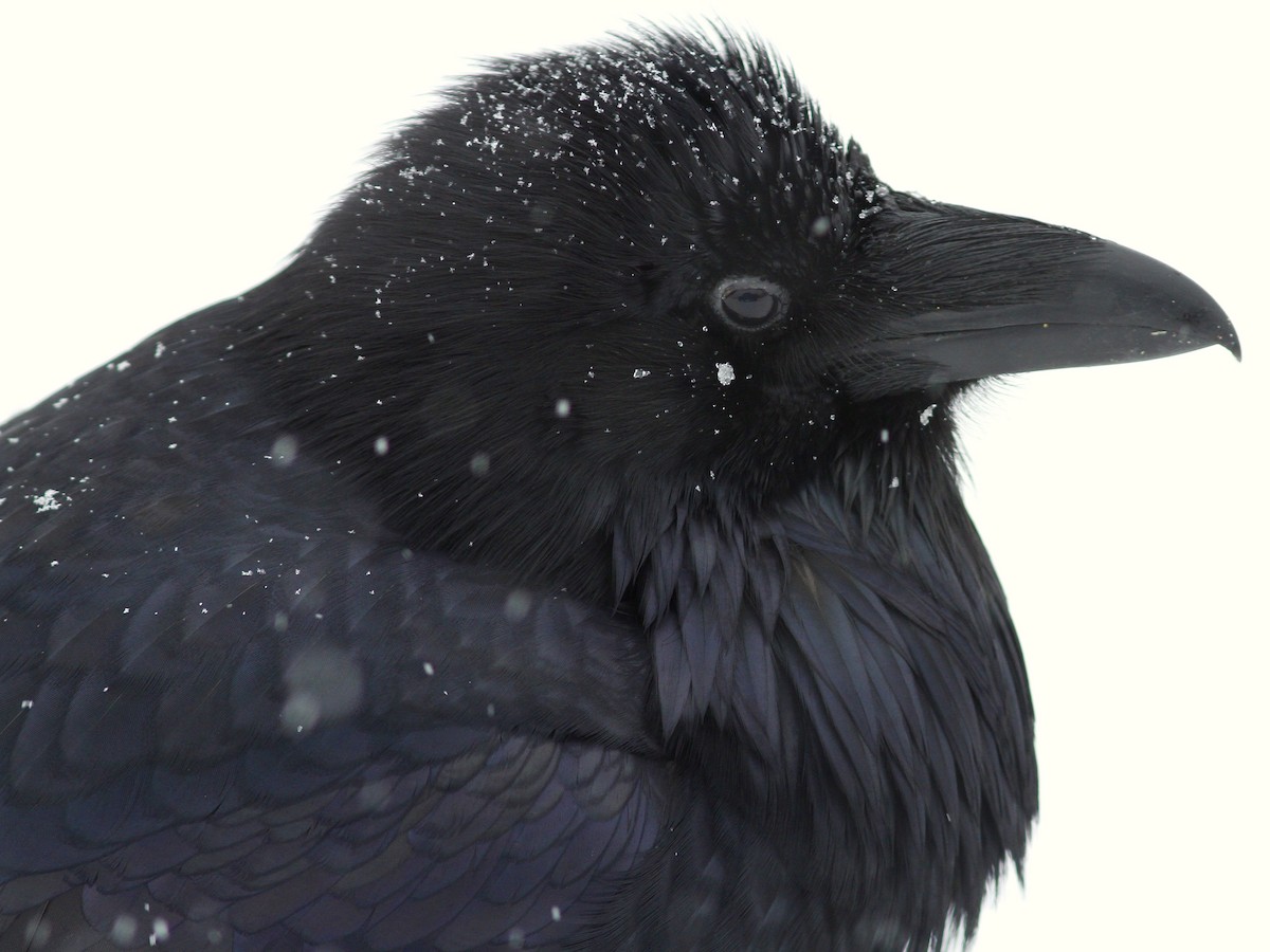 Common Raven - ML613197101
