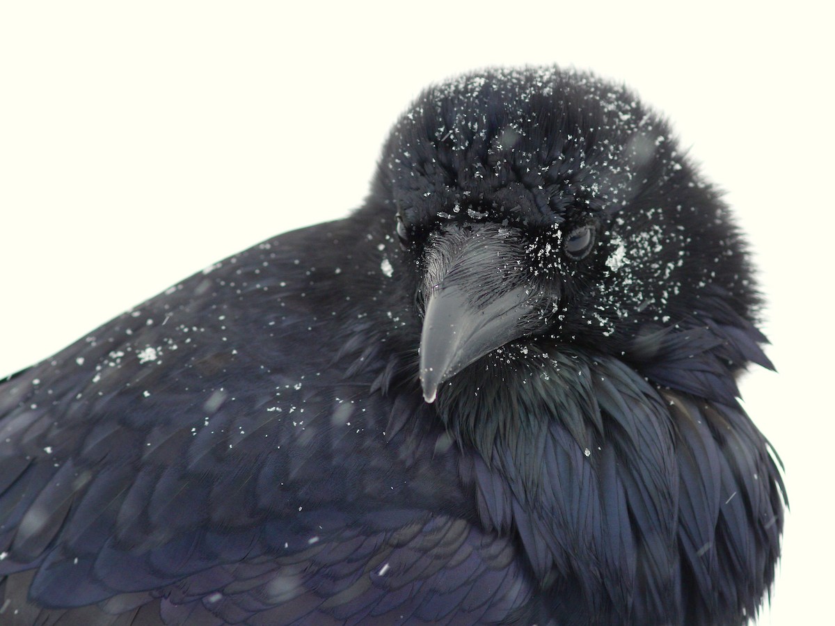 Common Raven - ML613197107