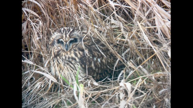 Short-eared Owl - ML613197188