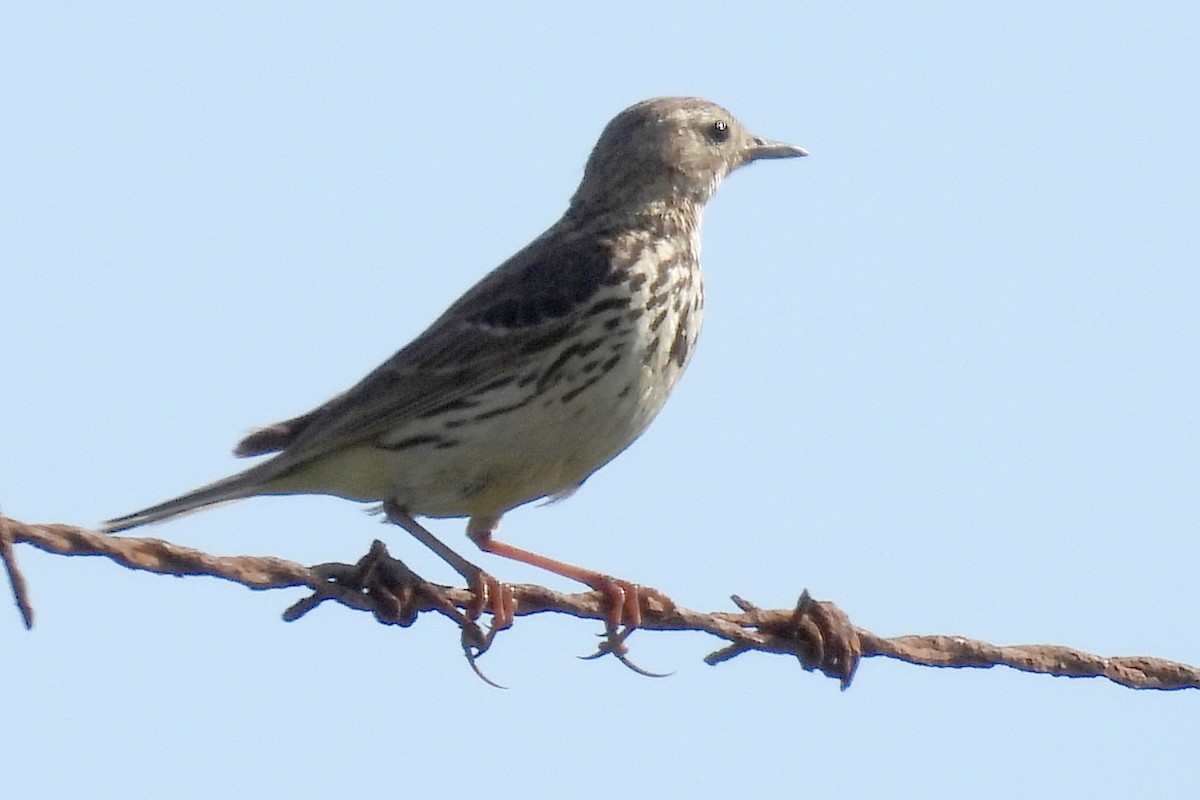 Meadow Pipit - ML613197310
