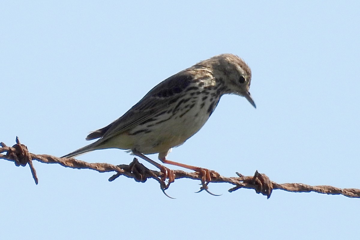 Meadow Pipit - ML613197311