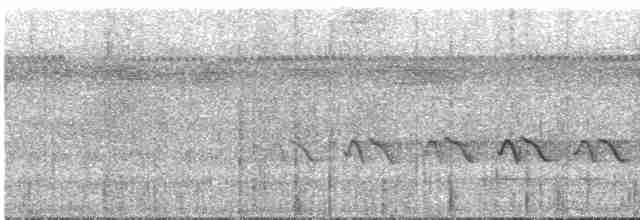 Viréon à plastron (griseiventris/aemulus) - ML613197580
