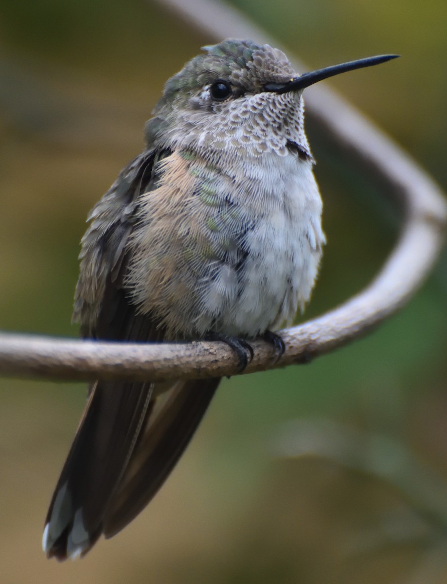 Broad-tailed Hummingbird - ML613197770
