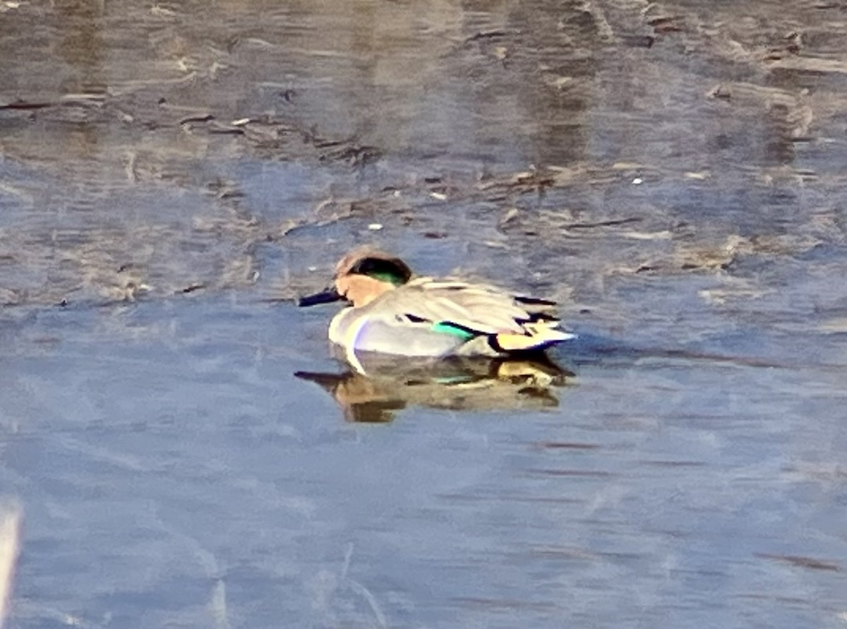 Green-winged Teal - ML613197812