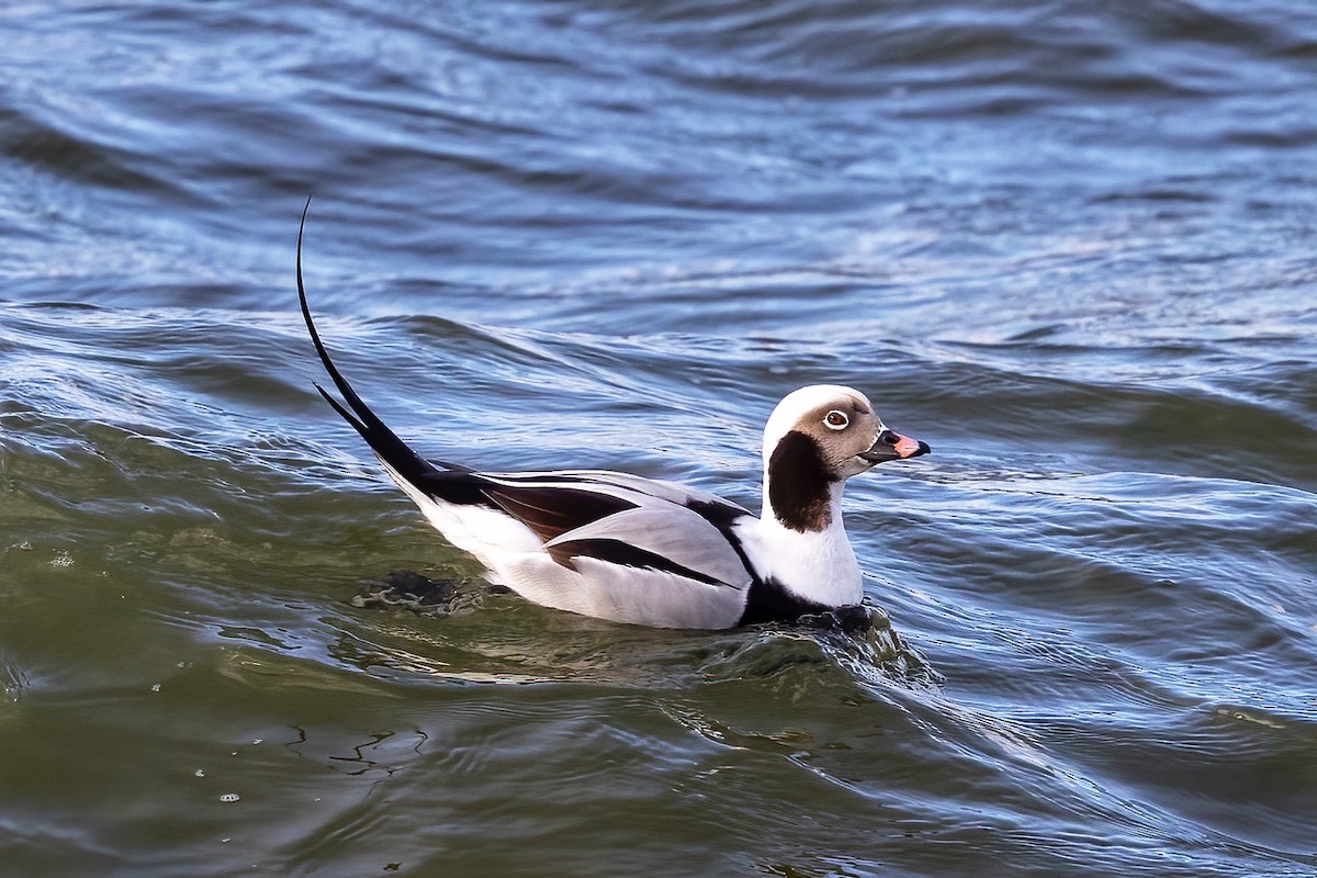 Long-tailed Duck - ML613197866