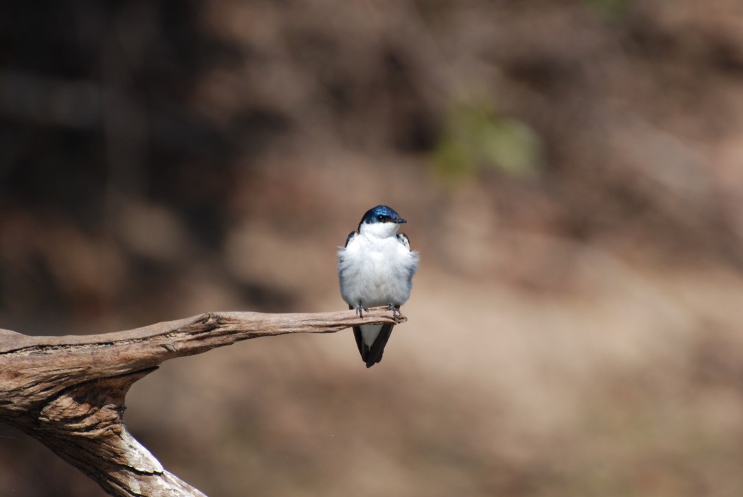 White-winged Swallow - Anonymous
