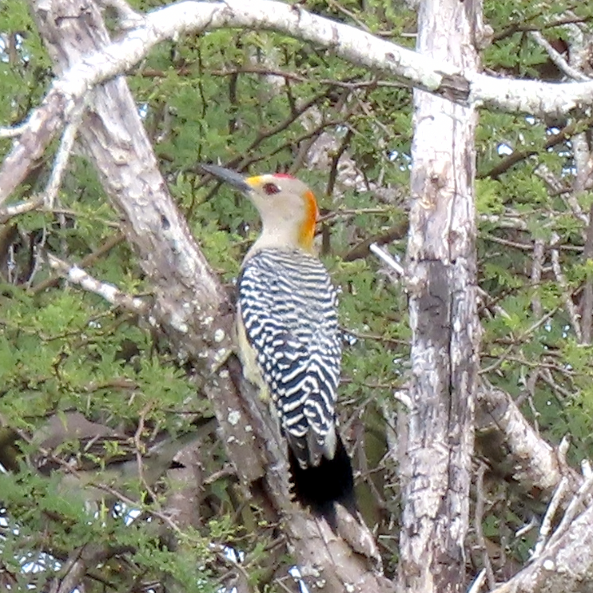 Golden-fronted Woodpecker - art reisman