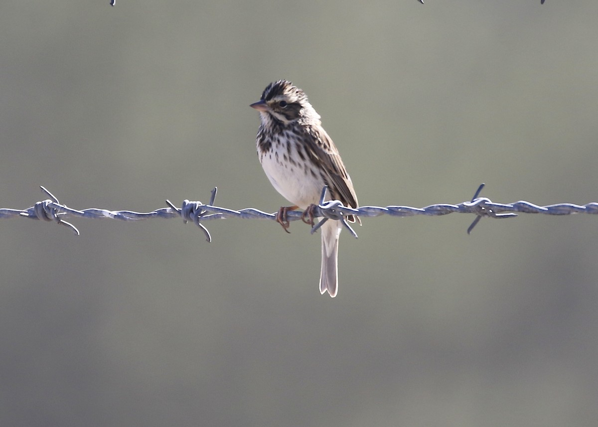 Savannah Sparrow - ML613198442