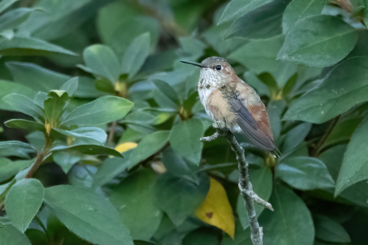 eBird Checklist 6 Jan 2024 512 North Holly Street, Foley, Alabama