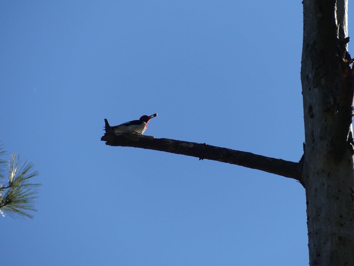 Red-headed Woodpecker - ML613198645