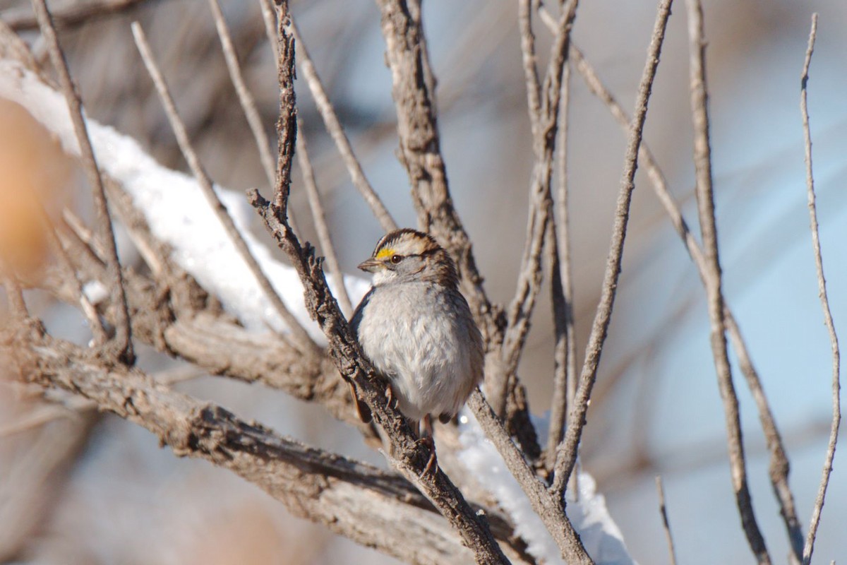 White-throated Sparrow - ML613198836