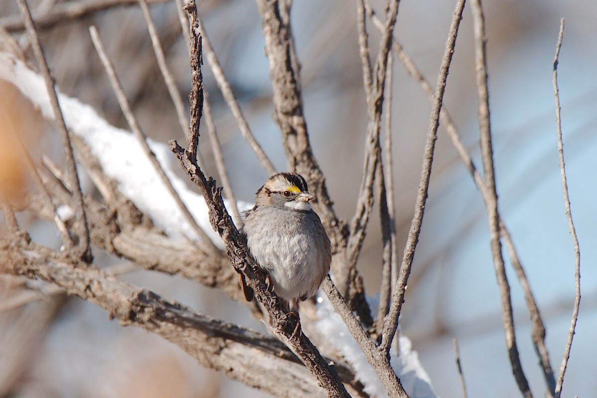 White-throated Sparrow - ML613198837