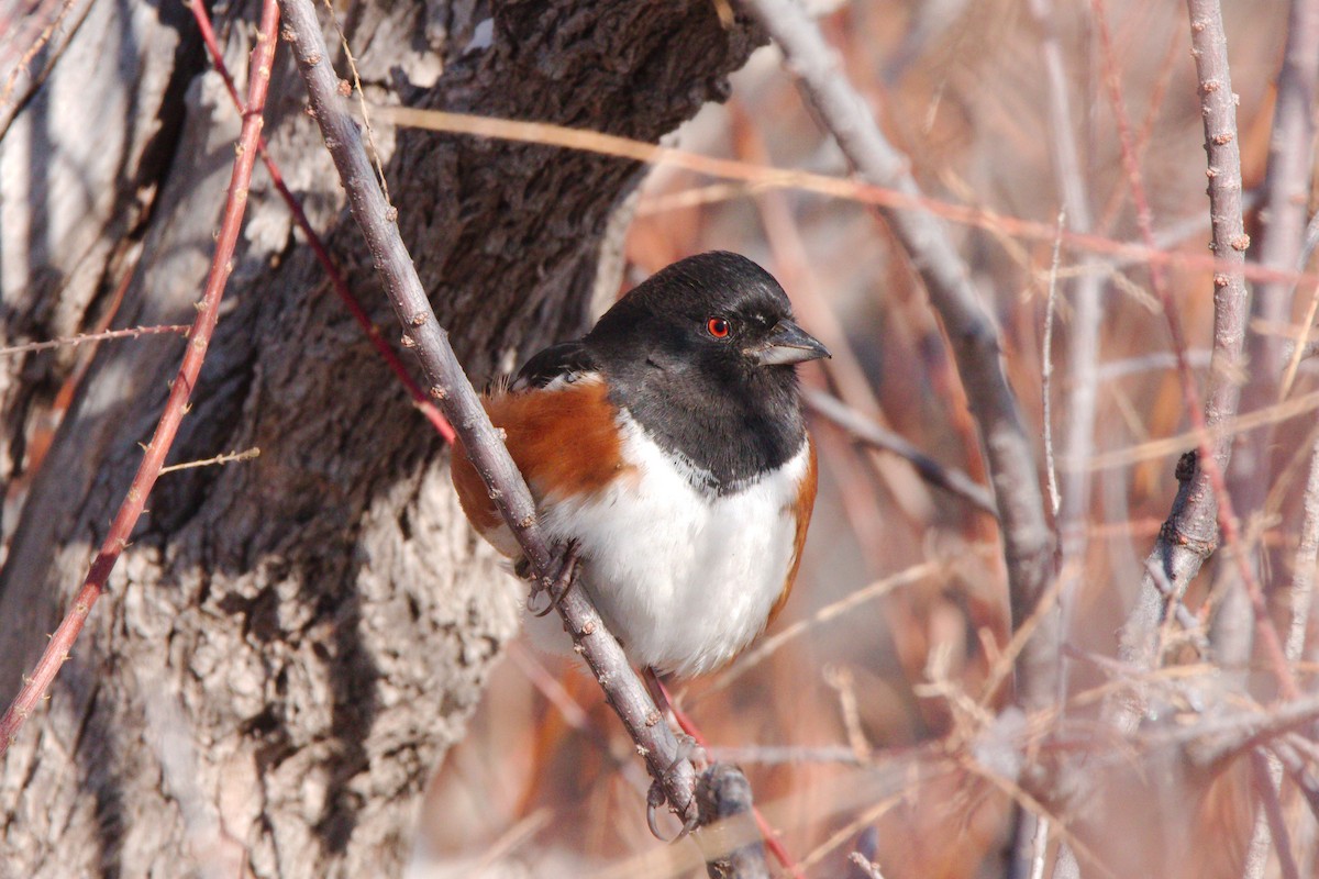 Spotted Towhee - ML613198854