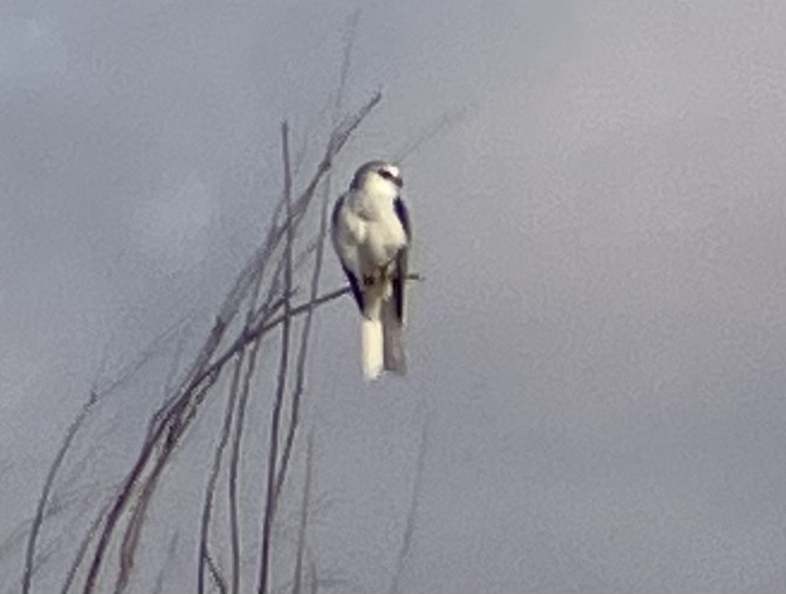 White-tailed Kite - ML613198907