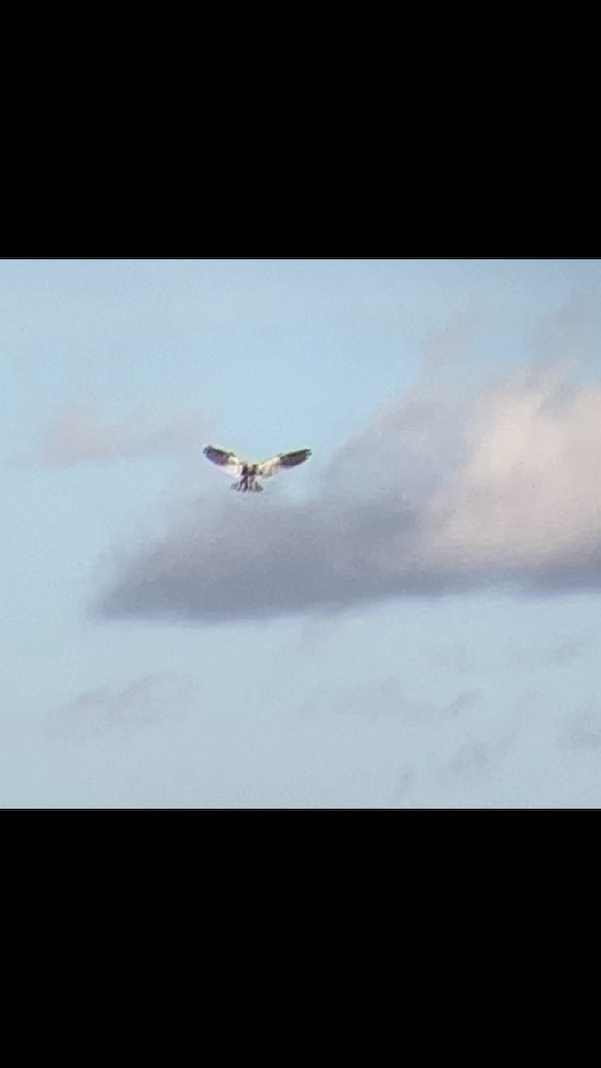 White-tailed Kite - ML613198908