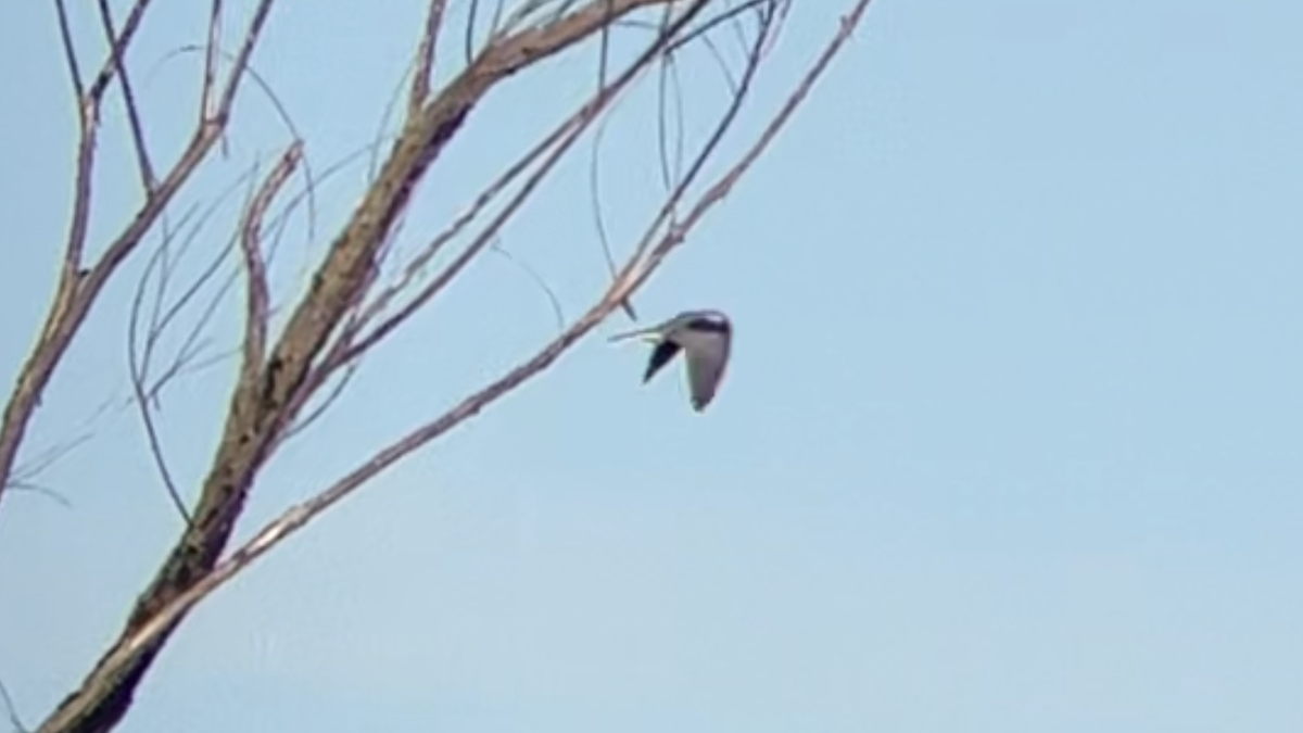 White-tailed Kite - ML613198909
