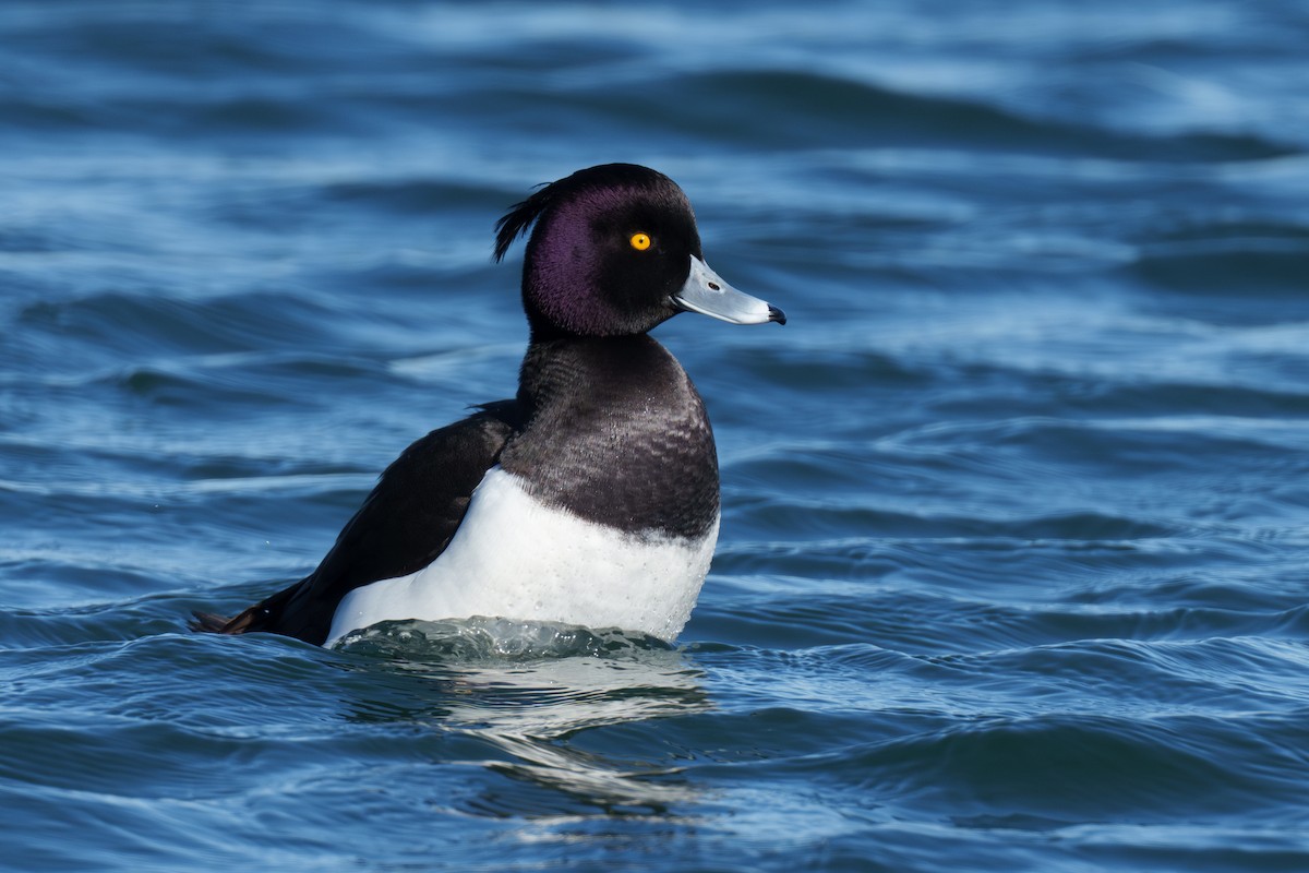 Tufted Duck - ML613199119