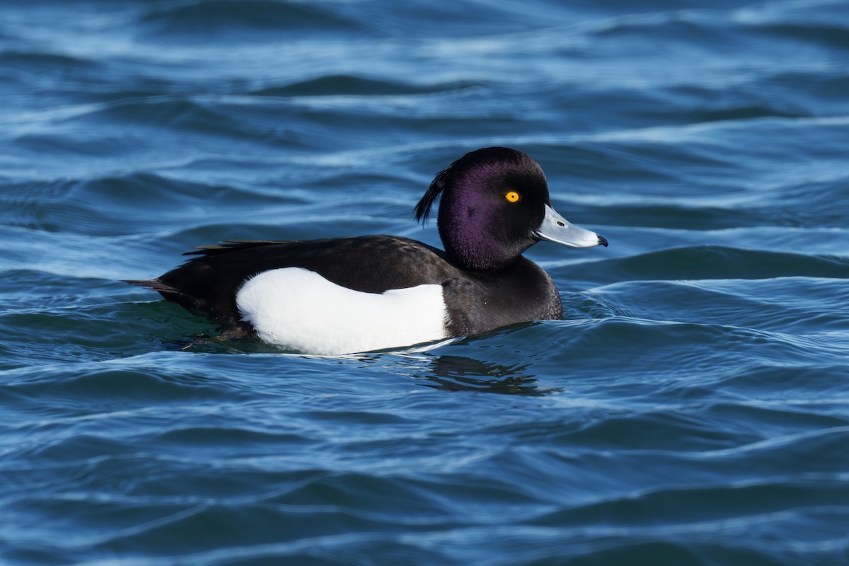 Tufted Duck - ML613199122