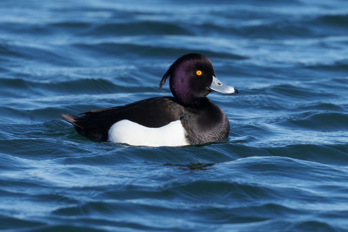 Tufted Duck - ML613199123
