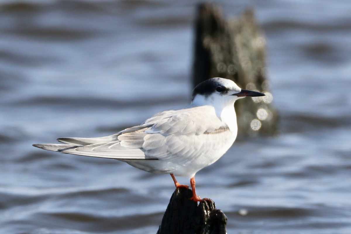 Common Tern - Cullen Brown