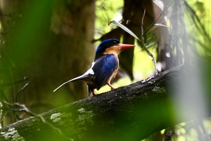Buff-breasted Paradise-Kingfisher - ML613199693