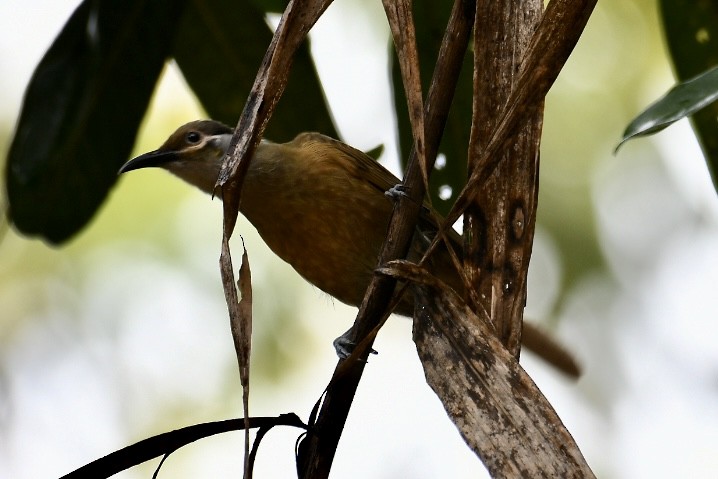 Tawny-breasted Honeyeater - Russell Waugh