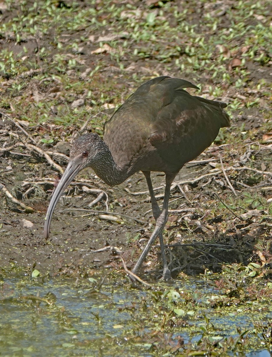 ibis americký - ML613199990