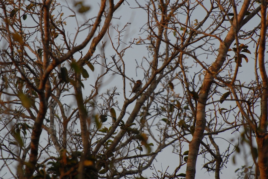 Spot-backed Puffbird (Chaco) - ML613200002