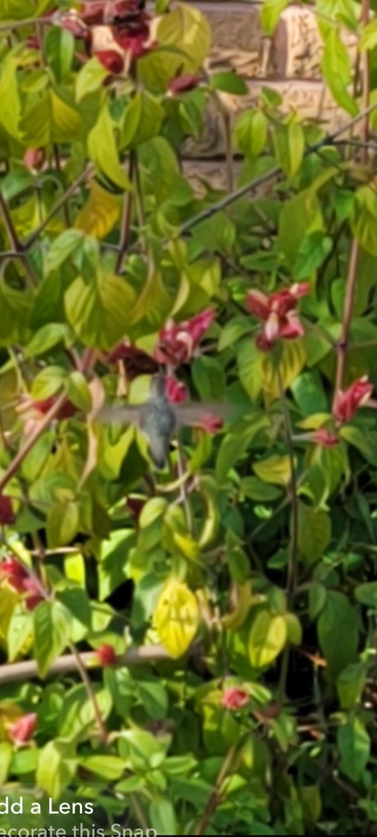 Calliope Hummingbird - ML613200069