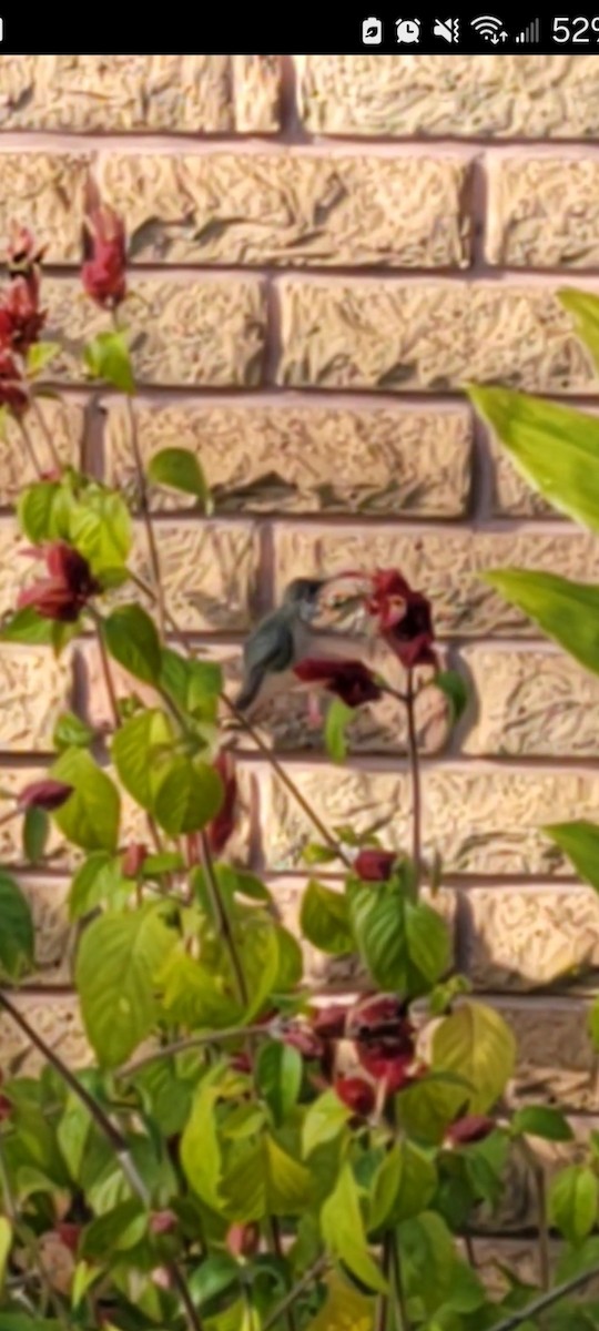 Calliope Hummingbird - Josh Sylvest