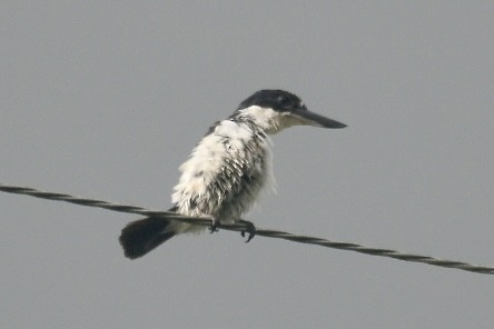Forest Kingfisher - ML613200085