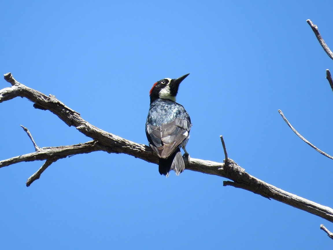 Acorn Woodpecker - ML61320011