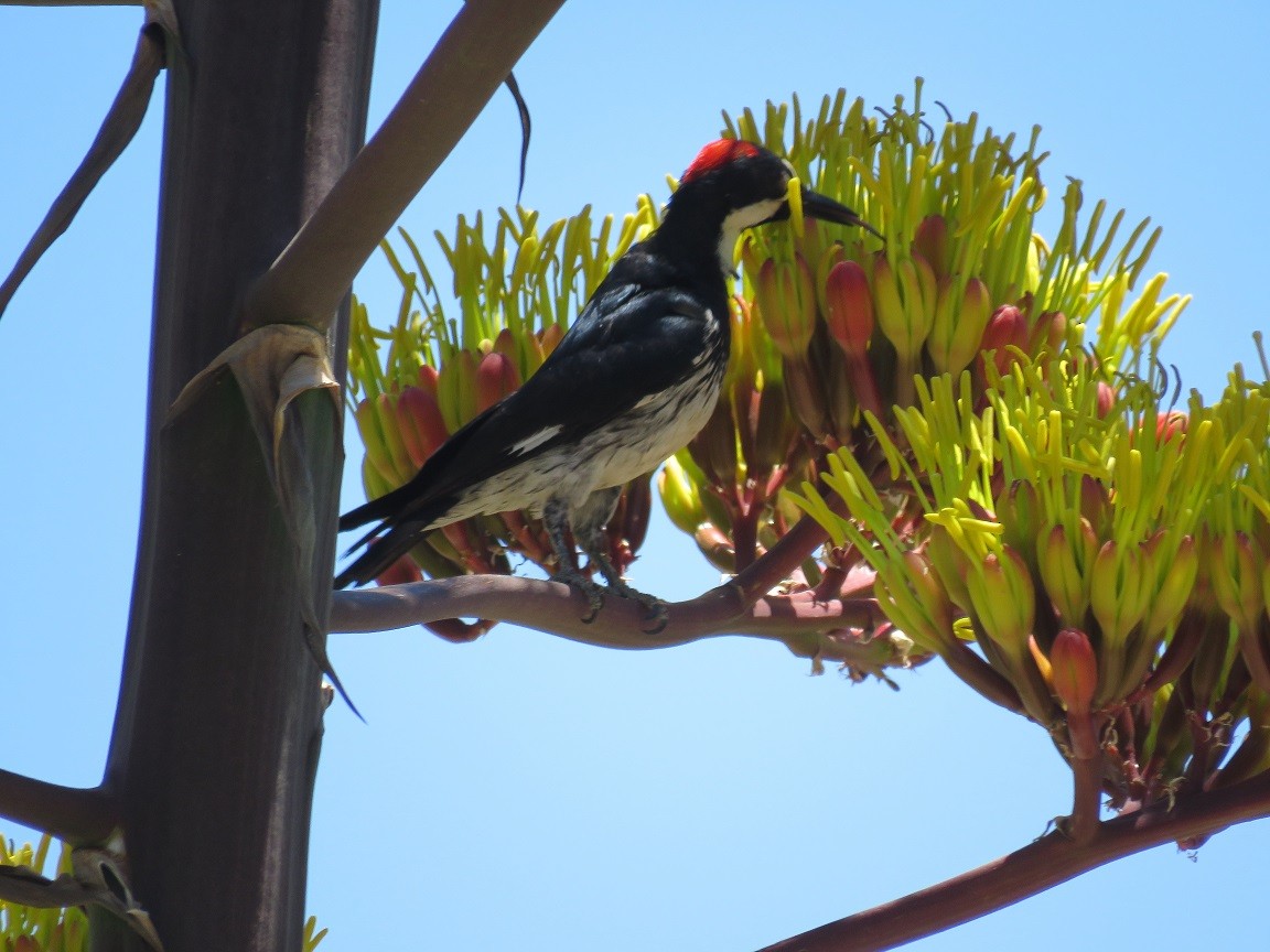 Acorn Woodpecker - ML61320021