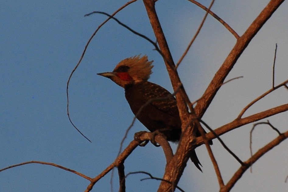 Pale-crested Woodpecker - ML613200261