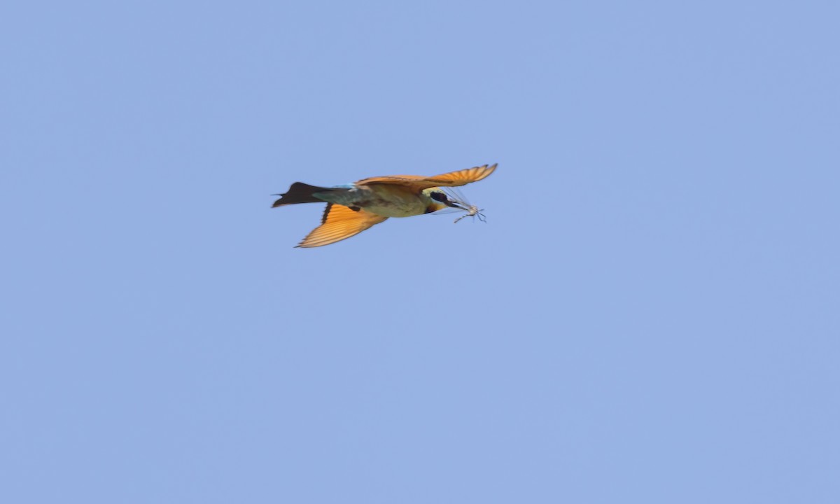 Rainbow Bee-eater - ML613200354