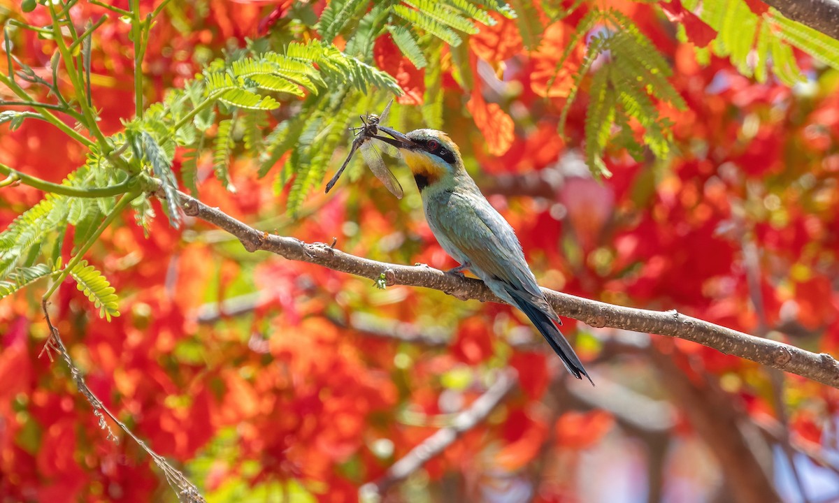 Rainbow Bee-eater - ML613200362
