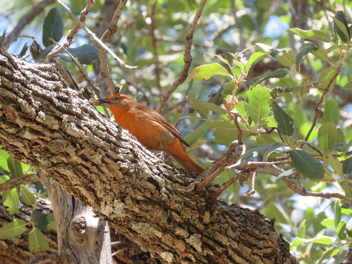 Hepatic Tanager - ML61320061